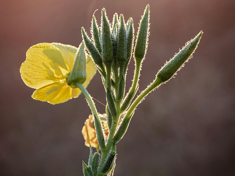 Evening Primrose Oil