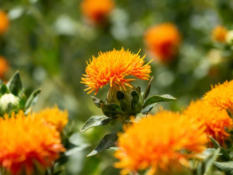 Safflower Oil