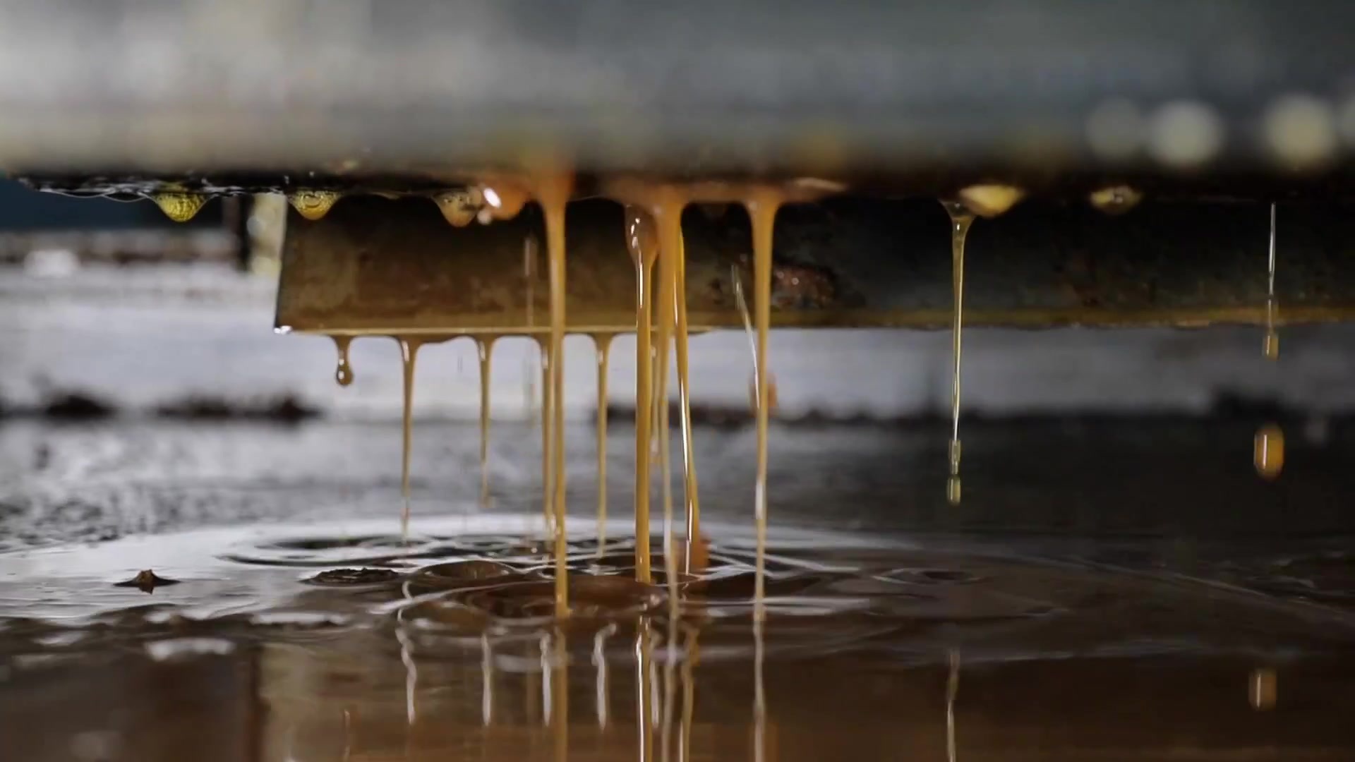 From A Seed To A Drop Of Oil