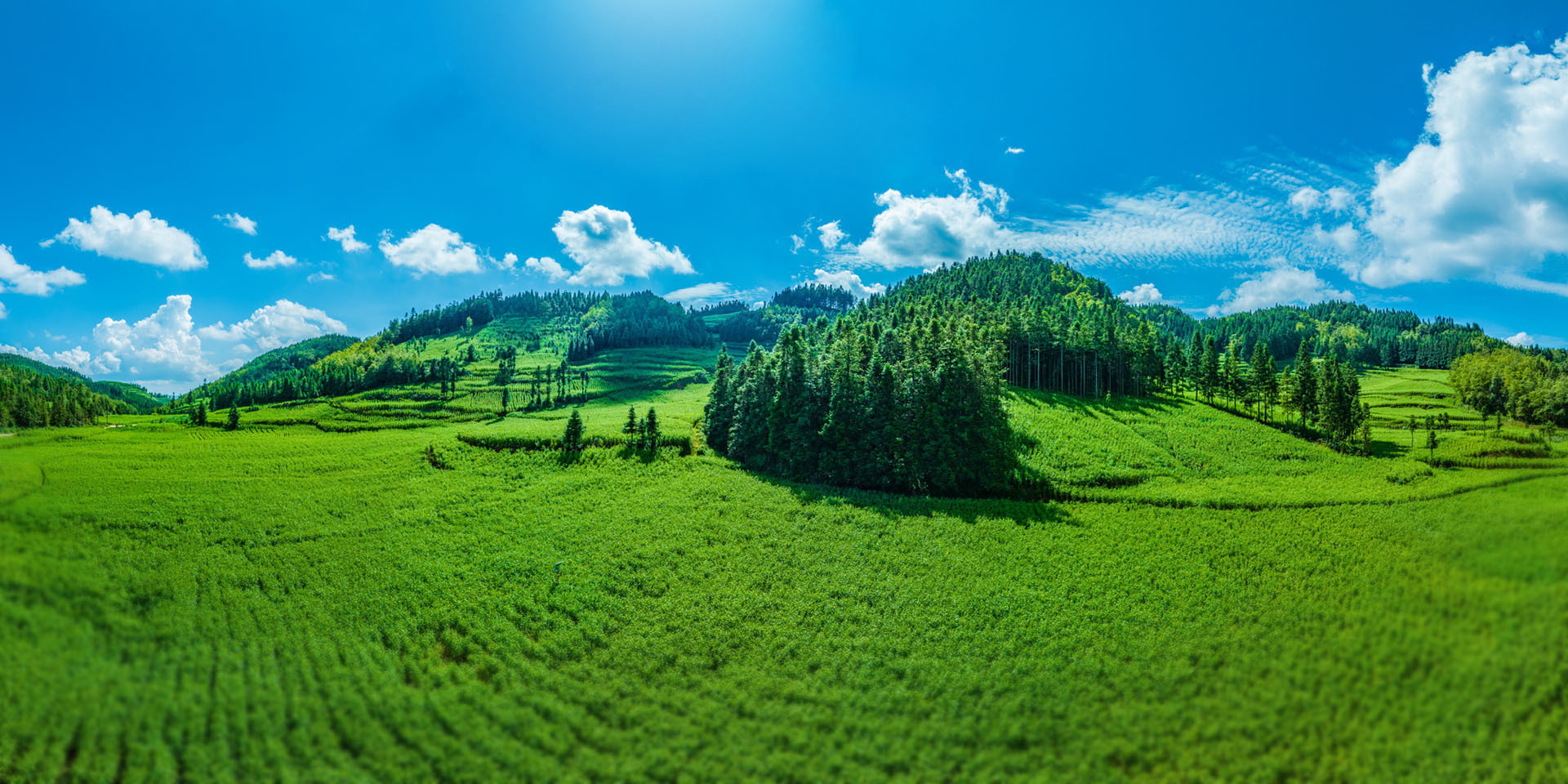 小粒薏仁米
