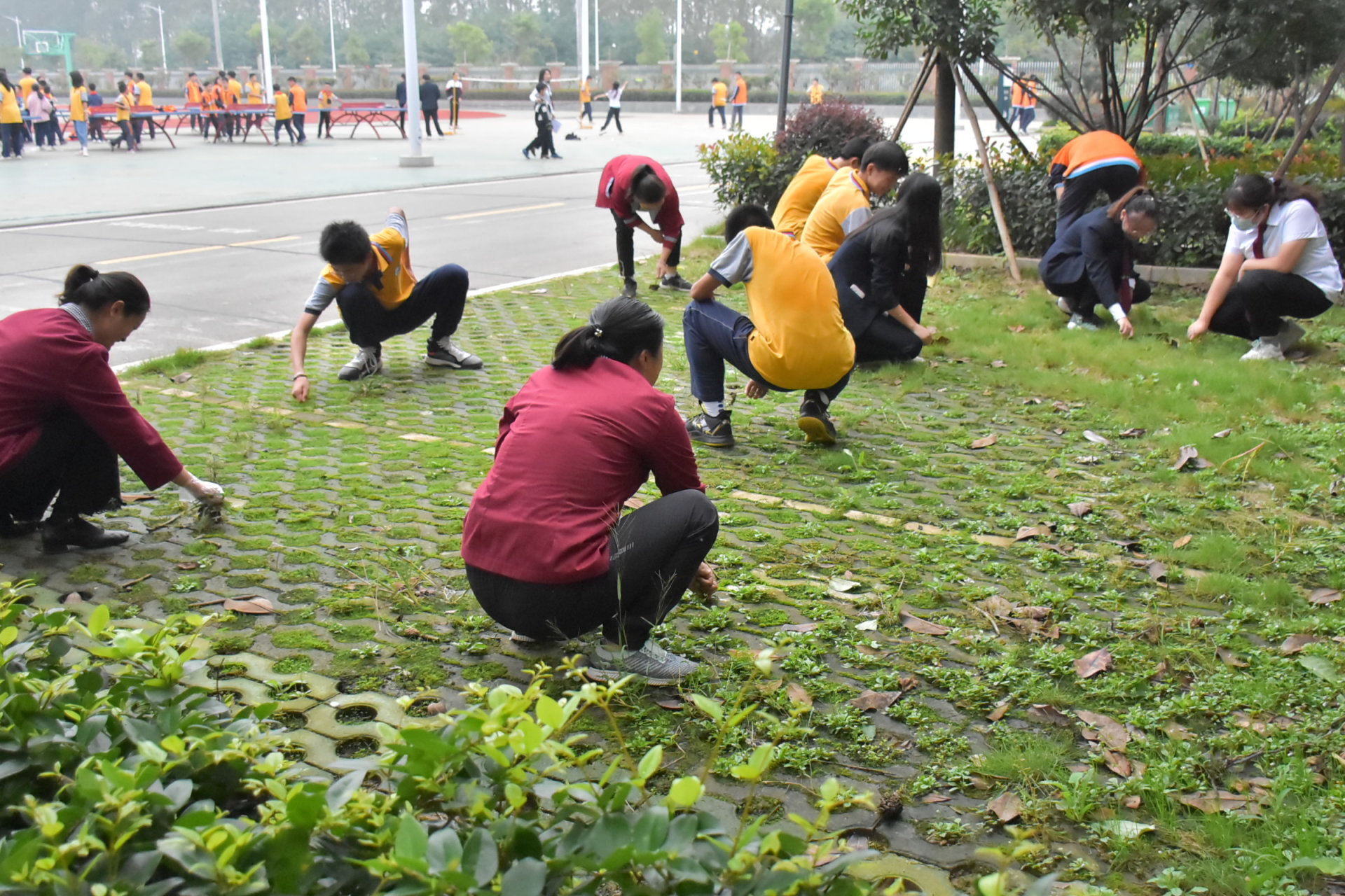 老师和我们一起拔杂草~