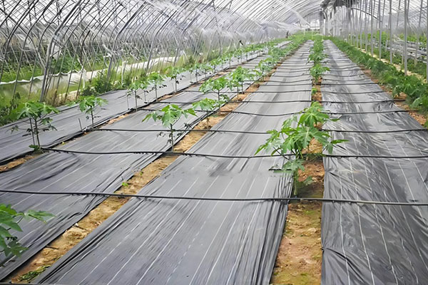 Geotextiles help farmland soil and water conservation