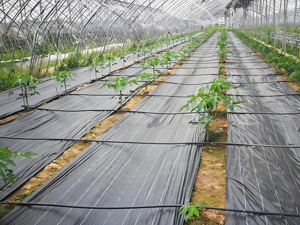 Polypropylene (PP) anti-grass geotextile