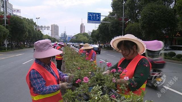 立体绿化升级改造 河北大道换“新颜”