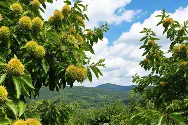 陽(yáng)光正熱，板栗正好