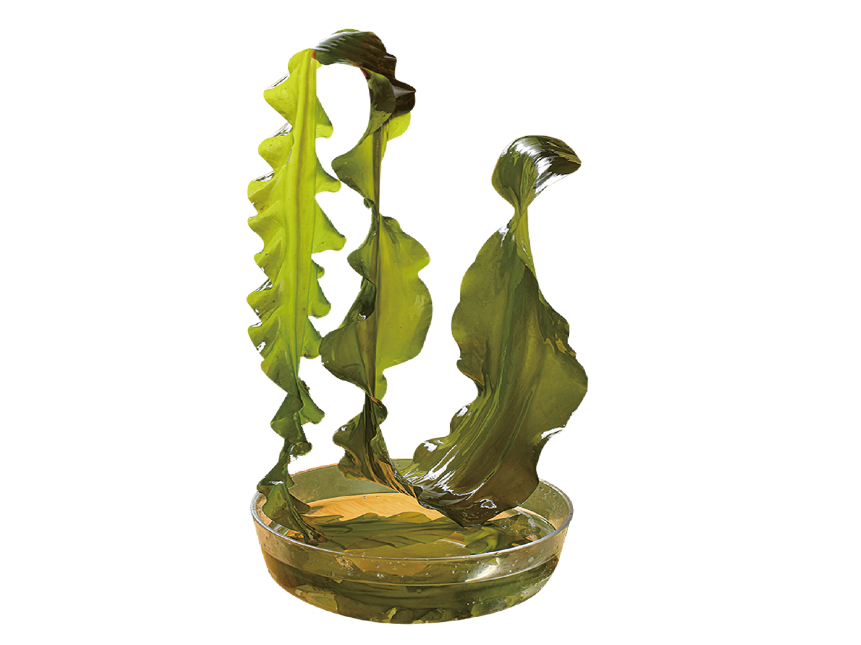 Organic young kelp sprouts