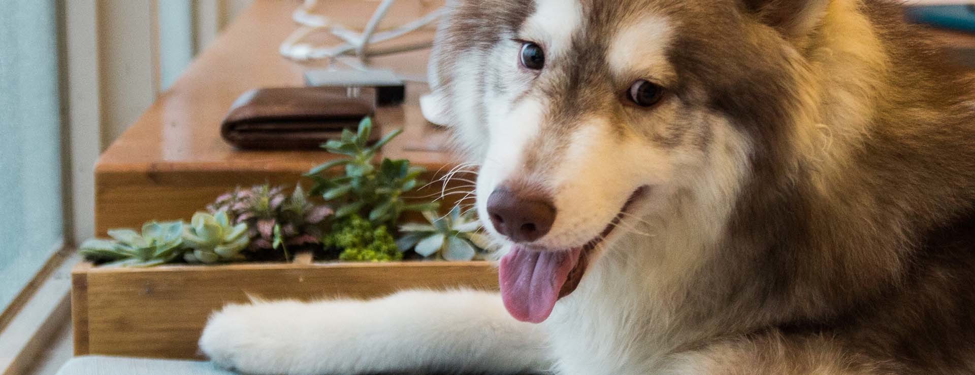 Pets care