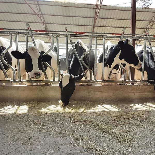 Cow shed