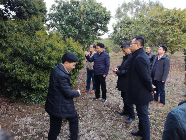县长刘钦、县委副书记吴楷堂到宇峰公司芳塘仙草种植示范基地考察、调研