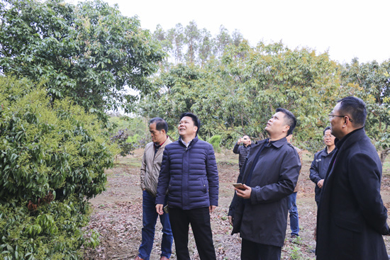 县长刘钦、县委副书记吴楷堂到宇峰公司芳塘仙草种植示范基地考察、调研