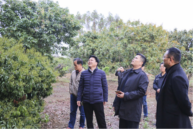 县长刘钦、县委副书记吴楷堂到宇峰公司芳塘仙草种植示范基地考察、调研