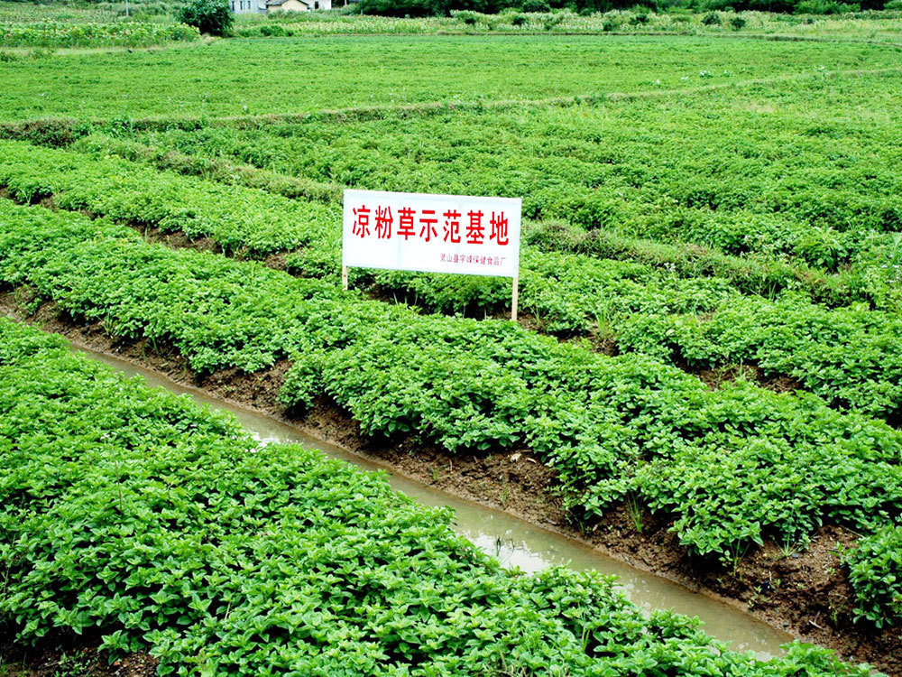 仙草基地