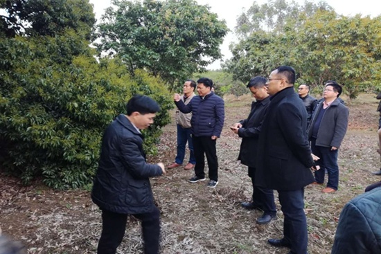 县长刘钦、县委副书记吴楷堂到宇峰公司芳塘仙草种植示范基地考察、调研