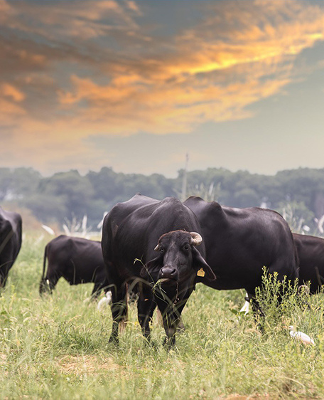 Pasture cleaning and disinfection services