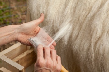 comb cashmere
