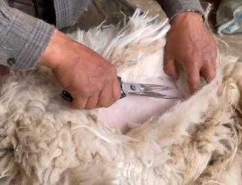 shear cashmere vedio
