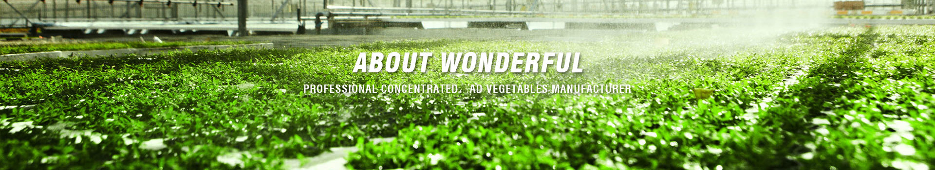 Wonderful Food
