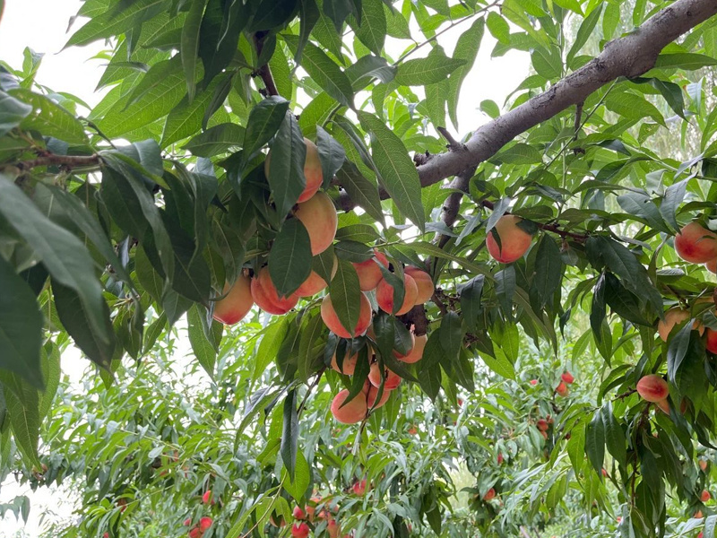 公司員工摘桃活動圓滿舉行