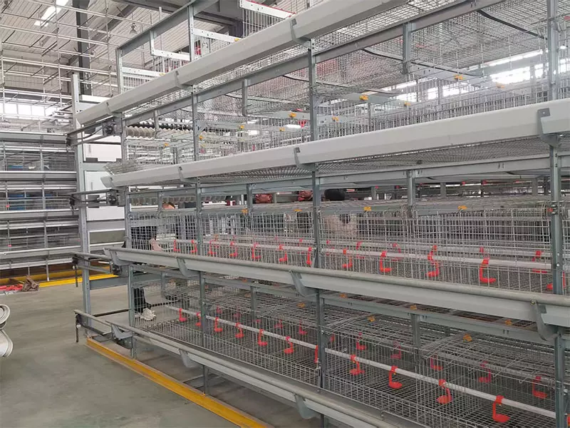 Broiler Cage