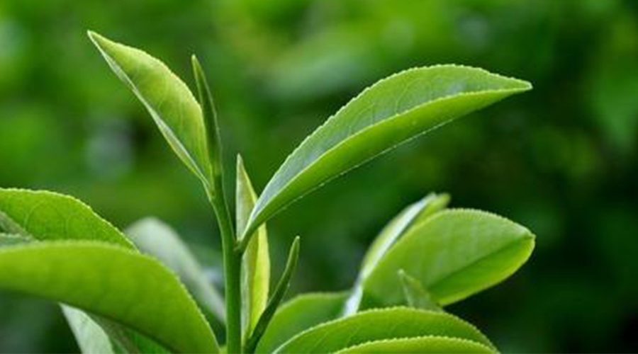 【蟲害防治】解析園林植物害蟲螨類的防治方法