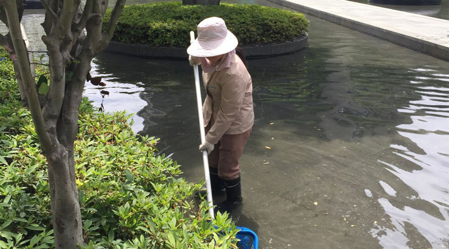 【植保快訊】5、6月份園林養(yǎng)護管理月歷