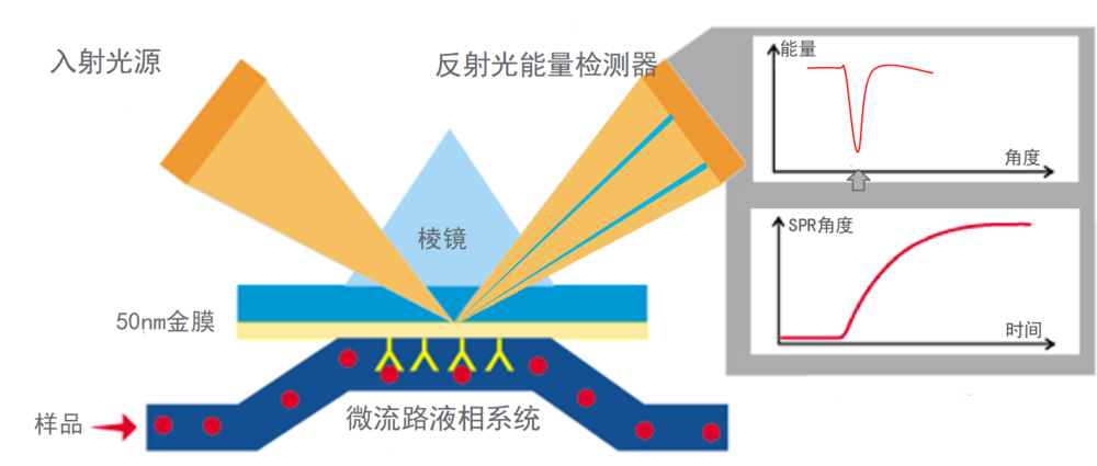 SPR实验：分子互作“金标准”！高灵敏、实时检测、无需标记，解析分子互作，加速药物发现