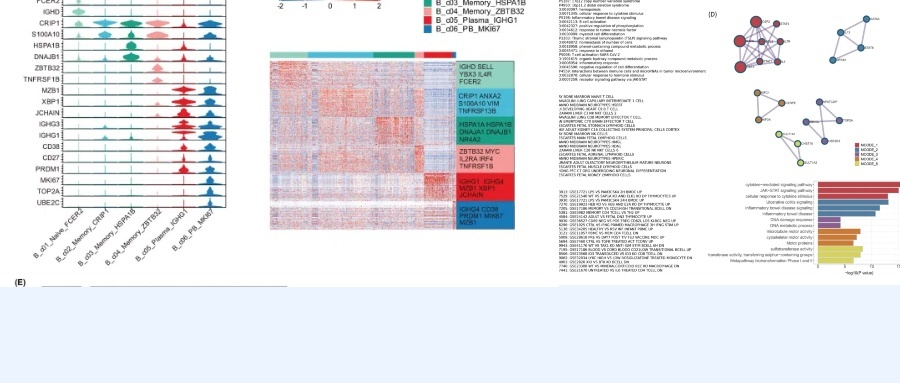 苏大纯生信拿下医学一区9.3分，应用孟德尔随机化首次揭示自身免疫性疾病与B细胞急性淋巴细胞白血病之间的共同遗传结构