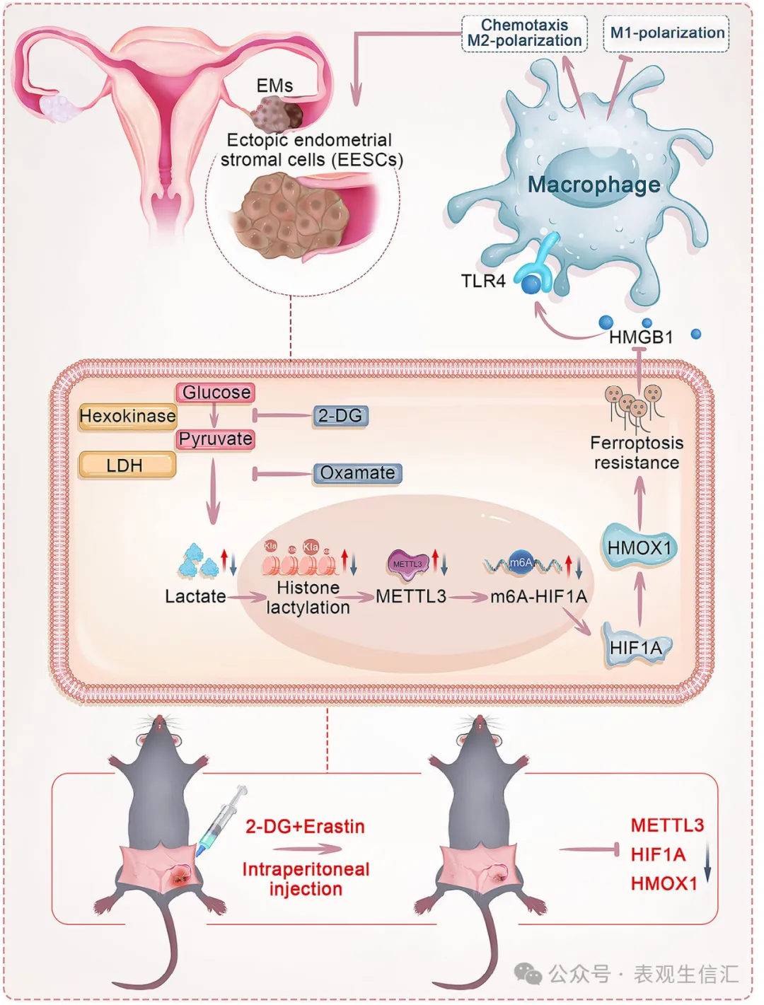 哈医大二院Adv Sci发表：ChIP-qPCR与CUT&Tag揭示组蛋白乳酸化调控子宫内膜异位症铁死亡抗性的关键机制