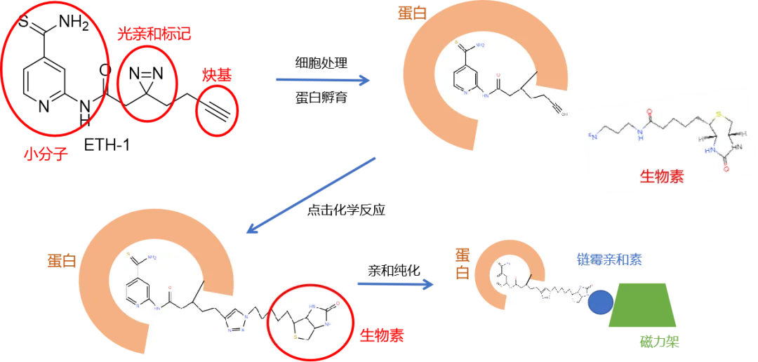 必看综述 | 小分子药物/小分子代谢物的靶点互作研究——化学蛋白质组学