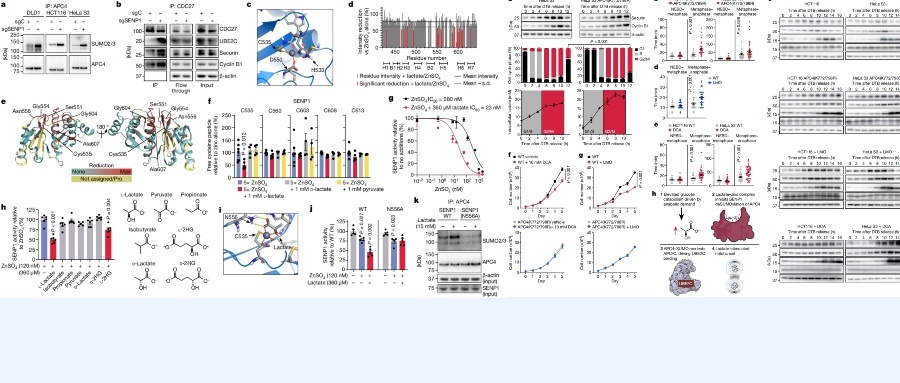 热蛋白质组学用4张图登顶Nature！中山大学+哈佛大学联合探索乳酸通过重构APC/C复合物调控细胞周期
