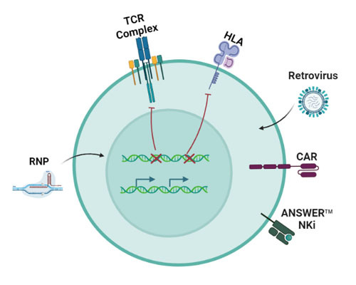 ANSWER® 2nd Gen UCAR-T