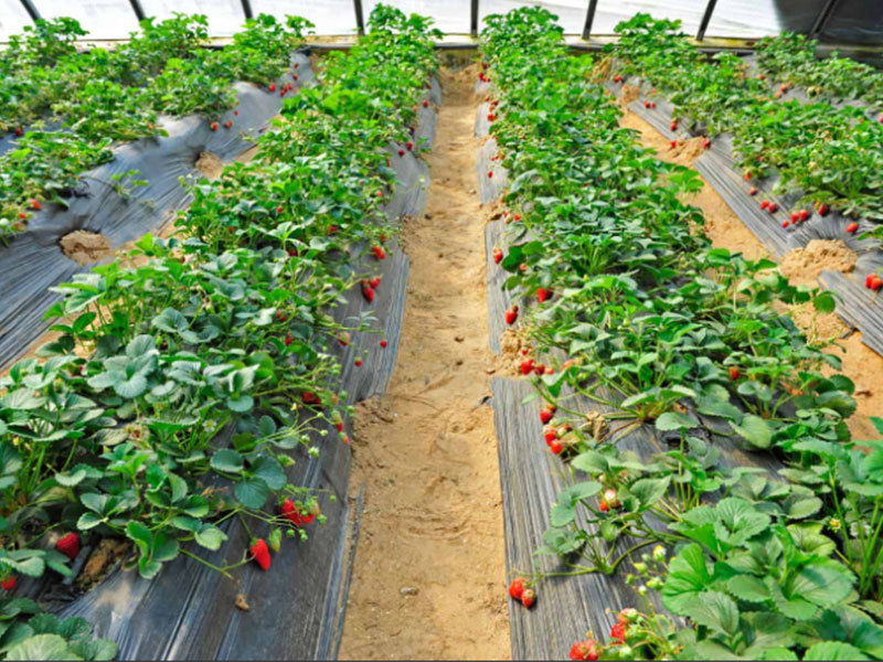 how to plant strawberry by agricultural plastic film ?