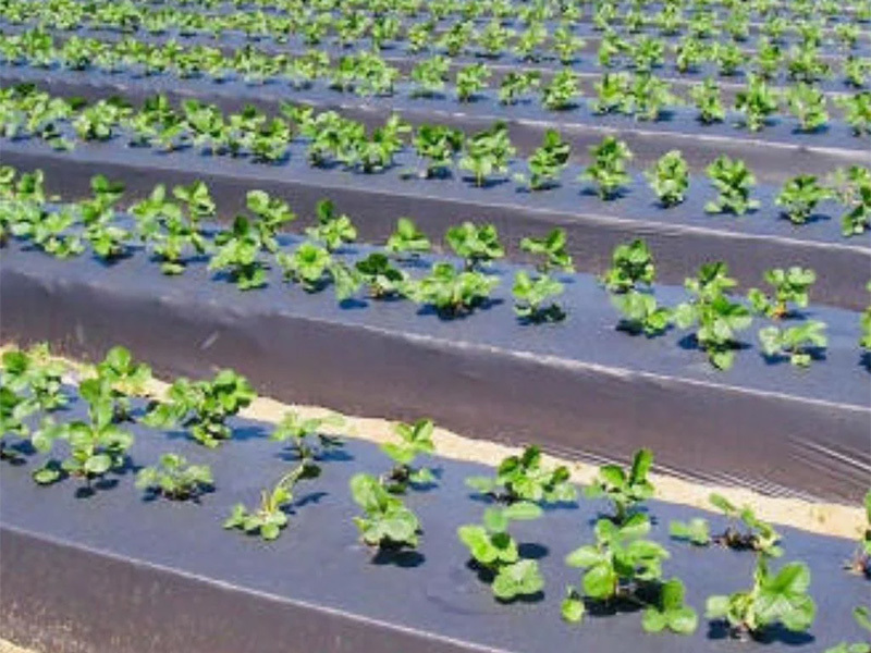 Characteristics of black plastic mulch film