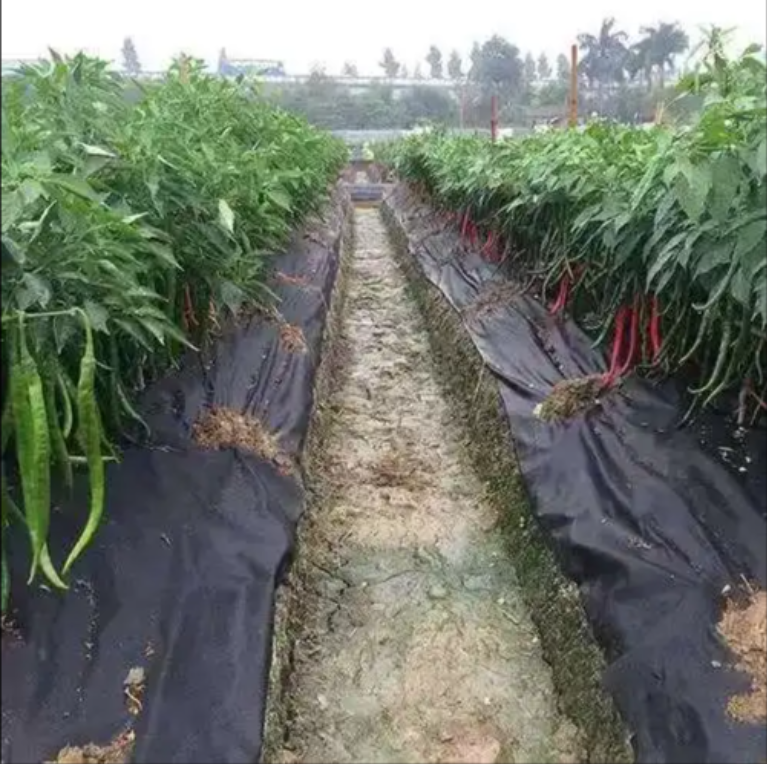 Fully biodegradable mulch film