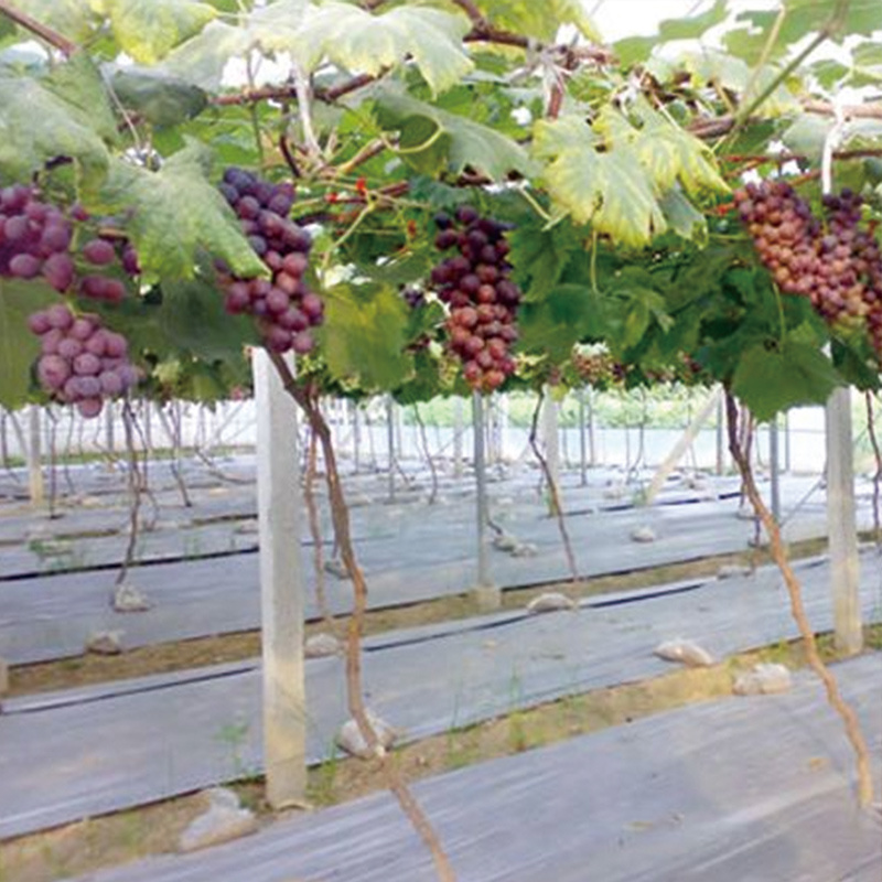 Grape-specific film