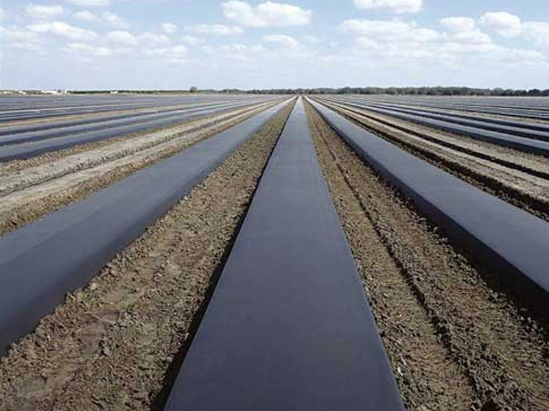 Suitable crops for black plastic mulch
