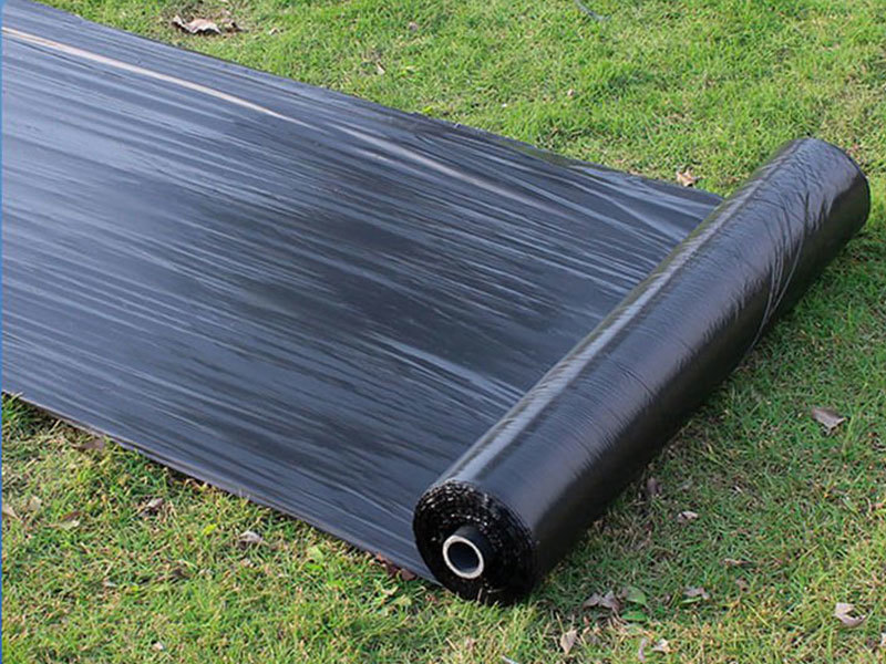 how to plant watermalon by mulch film