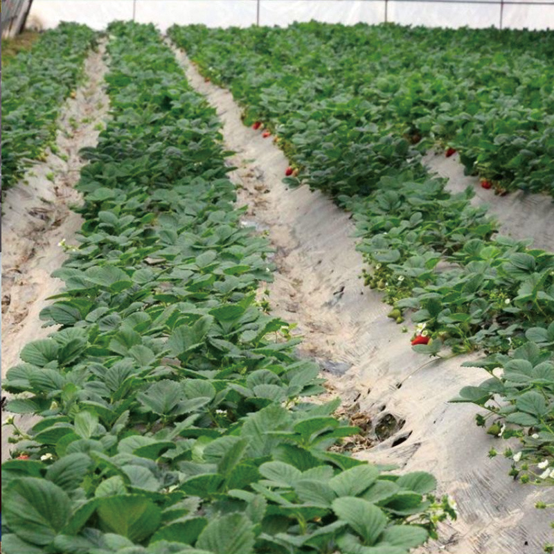 clear mulch film