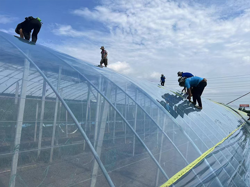 Greenhouse film