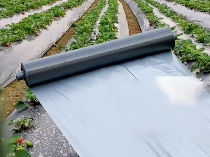 Crops suitable for silver-gray mulch film