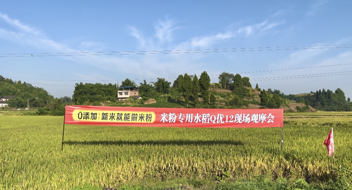 米粉专用杂交水稻Q优12现场推广大会圆满召开