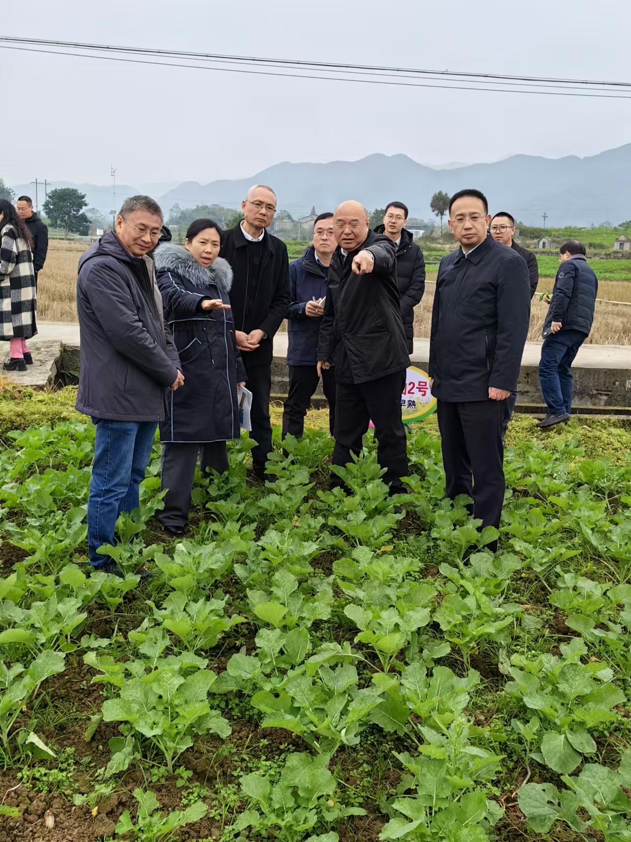 农业农村部总农艺师潘文博一行调研重庆008vip云顶集团庆油系列高含油量油菜