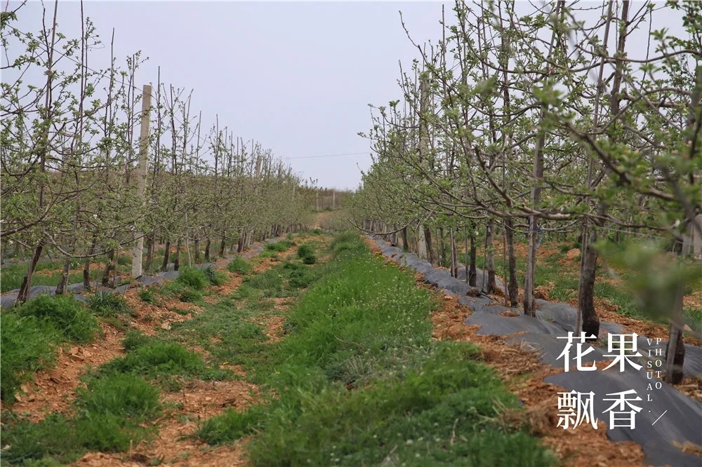 割草機(jī)
