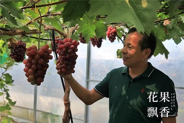 葡萄