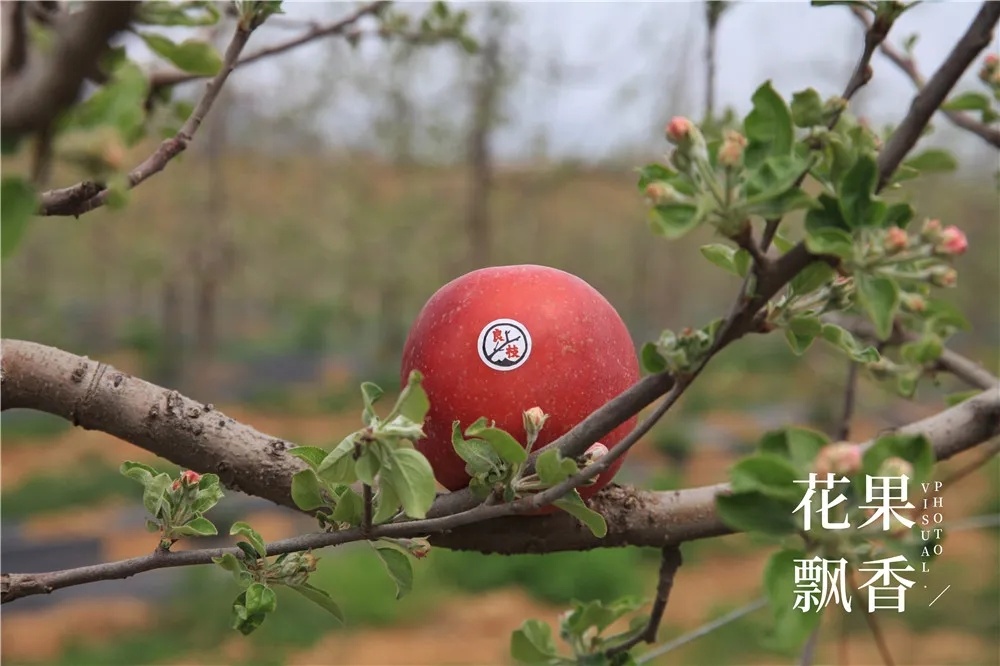 哈瑪匠