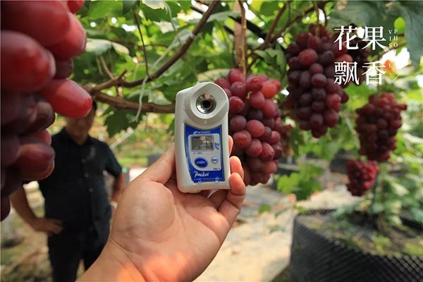 測糖儀