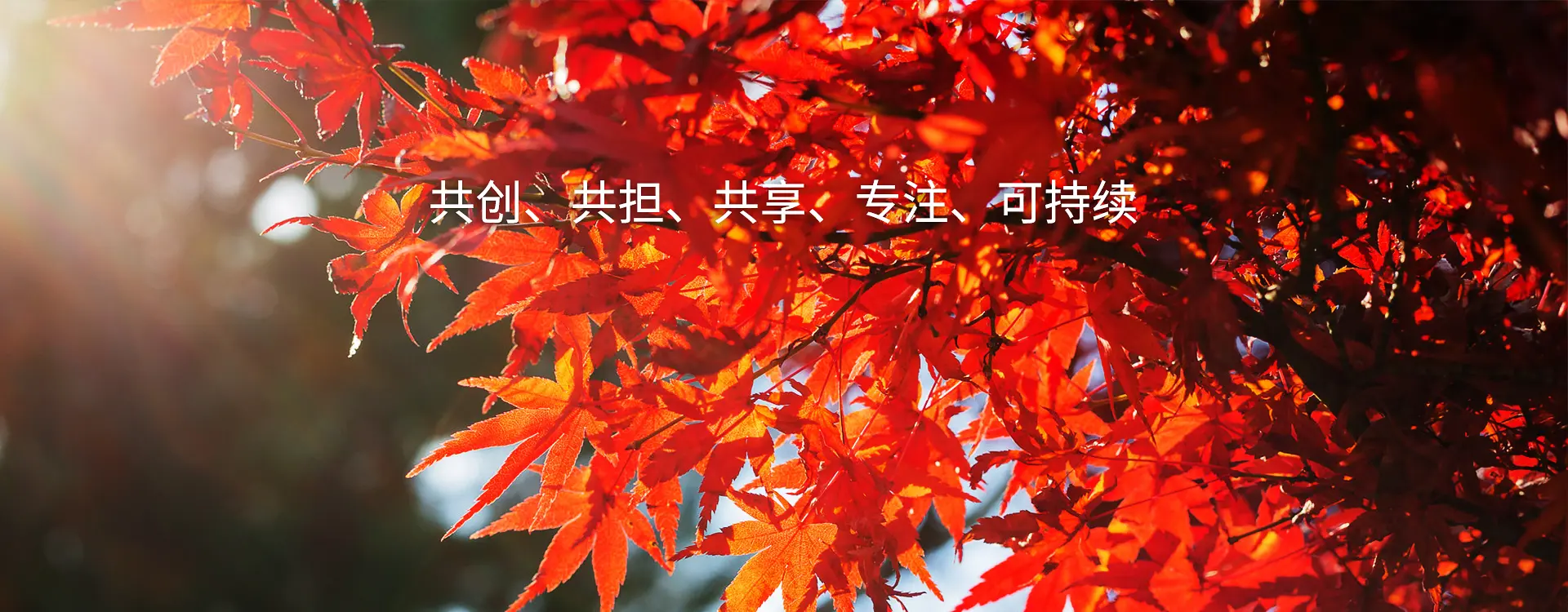 共創(chuàng)、共擔(dān)、共享、專注、可持續(xù)