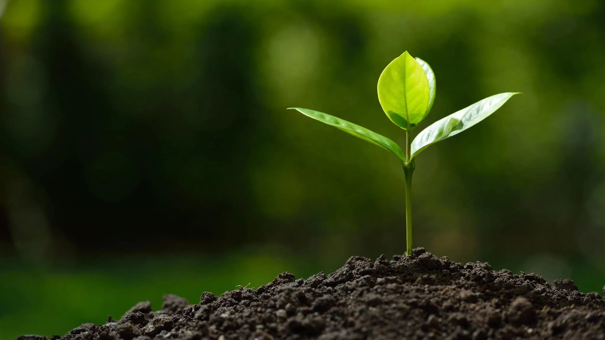 Sustainable Development