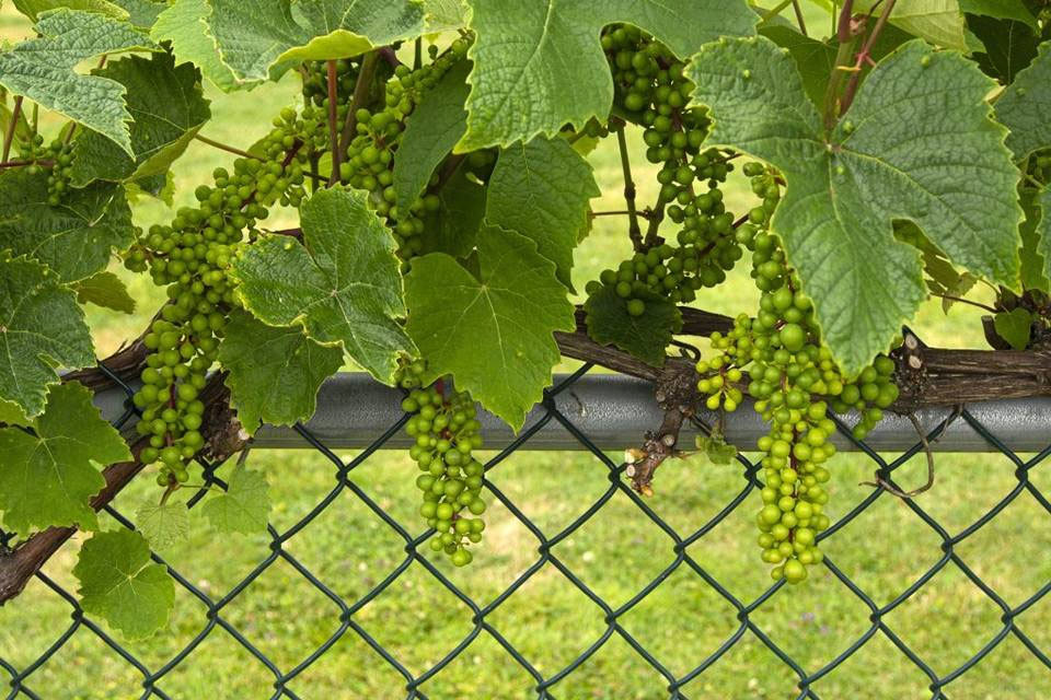 Agricultural Fence