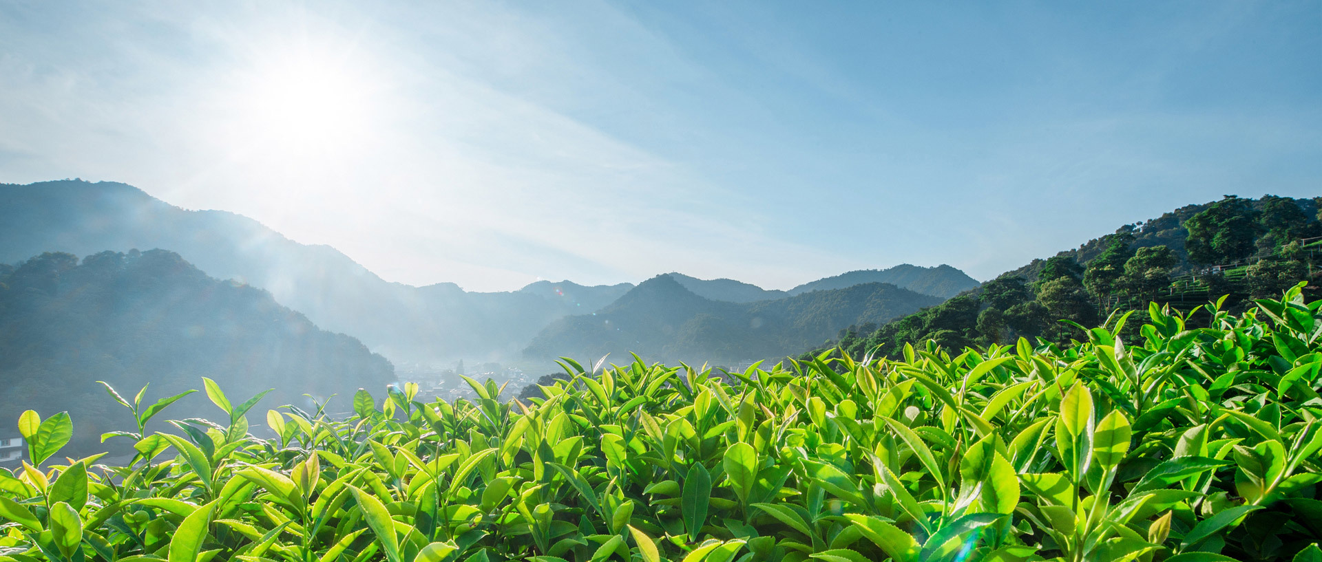 匠心制茶 造一杯好茶